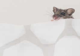 What agents need to know about getting rid of household pests