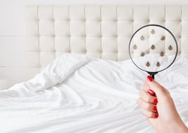 What real estate agents should know about bedbugs 