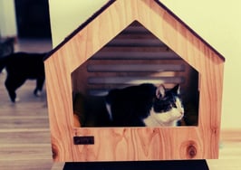 Can’t get rid of pet odors before a showing? 5 tips to freshen up fast