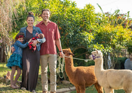 Shear madness: Agent's alpacas run wild in Oakland neighborhood