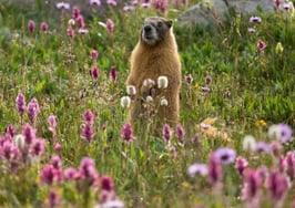 Forget what Punxsutawney Phil says: Spring already here for buyers