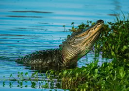 Watchdog report misrepresents transaction brokerage, Florida broker says