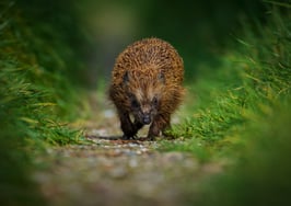 Be the hedgehog, not the fox: 5 tips to level up