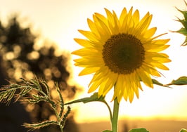 Hot market summer: How to prepare your team for the selling season ahead