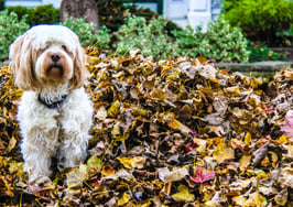 We're poised for a great housing fall, y'all: What Q4 has in store