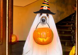 If you've got it, haunt it. 11 fangtastic Halloween costume ideas for real estate agents