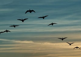 NAR appoints top-producing agent Jennifer Wauhob to leadership team