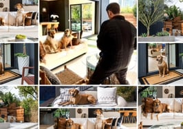 Why 'dog days' are great for business