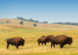 Are you a cow or a buffalo?