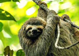 10 creative euphemisms for a sluggish real estate market