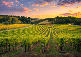 Emerging trends and opportunities in vineyard real estate investment