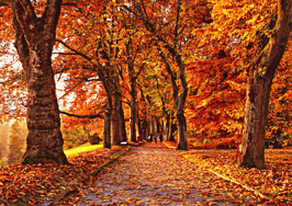 9 fall-friendly social media ideas to spice up your marketing