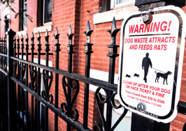 Chicago property owner amasses $15M in fines for 'rat harborage'