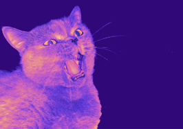 Meow! The copycats are on the prowl: The Download