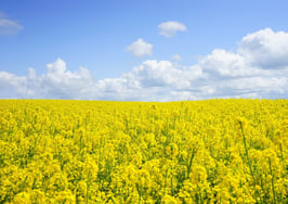 Spring Competition Starts Now! Win and Sell More Listings with Realtor.com's Listing Toolkit.