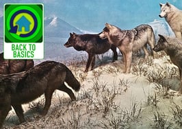 Leader of the pack: How to lead effectively in uncertain times