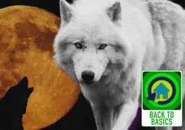 Ready to thrive in 2025? Feed your white wolf