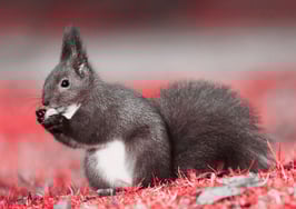 A squirrel nibbling on an acorn to represent negotiation nibbling.