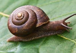 Typical days on market reaches slowest pace in 5 years: Redfin