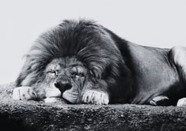 Lone Wolf Technologies to wind down popular LionDesk CRM