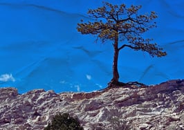 Resilient by design: 5 ways new agents turn setbacks into strength