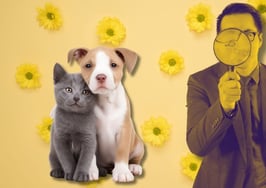 pet screening for rental