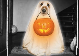 Halloween real estate marketing ideas-dog trick or treating