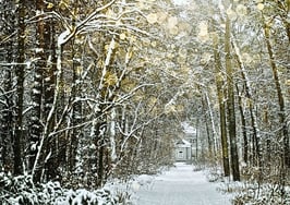 season of giving gratitude