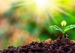 Spring market shows early signs of green shoots