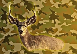 Montana agent jailed for using real estate license to access land and poach trophy mule deer