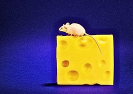 Who Moved My Cheese?