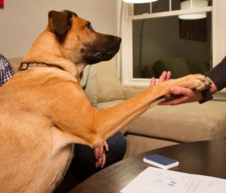 Realtor.com adopts 'spokesdog'