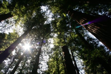 Real Estate Connect's forward-thinking, redwood grove, lamb roast beginnings