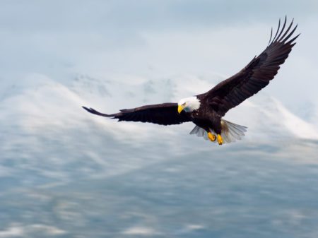Will NAR 'let realtor.com soar'?