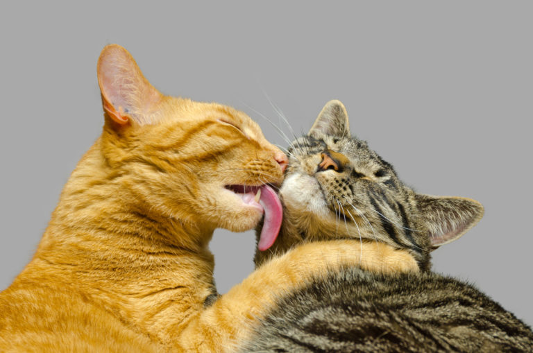 How cat videos are changing the world [VIDEO]