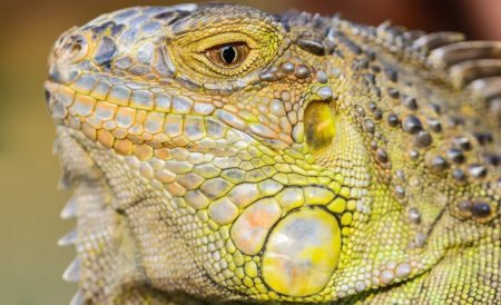 Tap into your clients' reptilian brain to learn what they really want in a house