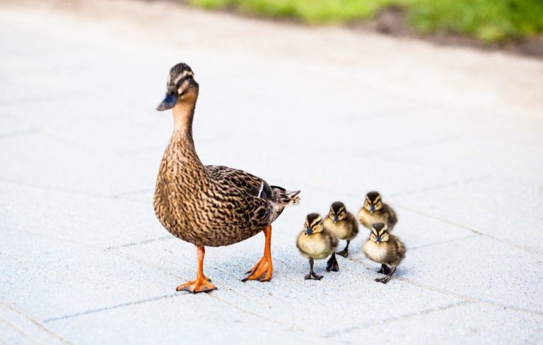 New program could help keep brokerages in the Realogy family