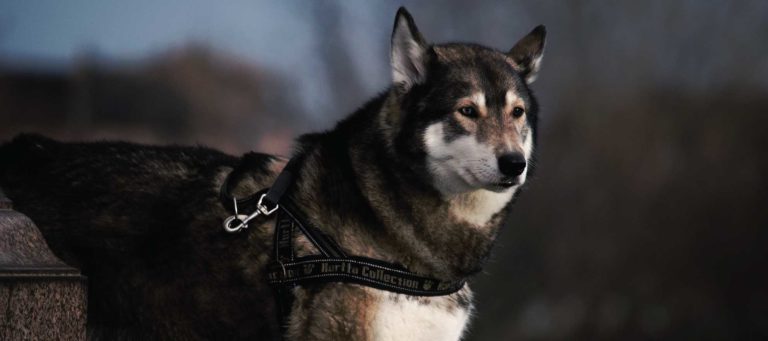 8 examples of authentic leadership in real estate