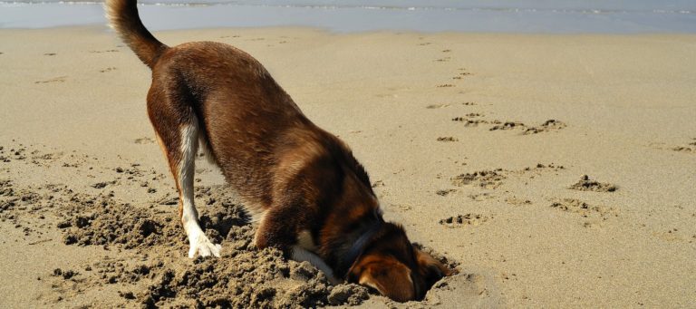 Is Google about to bury your real estate website?