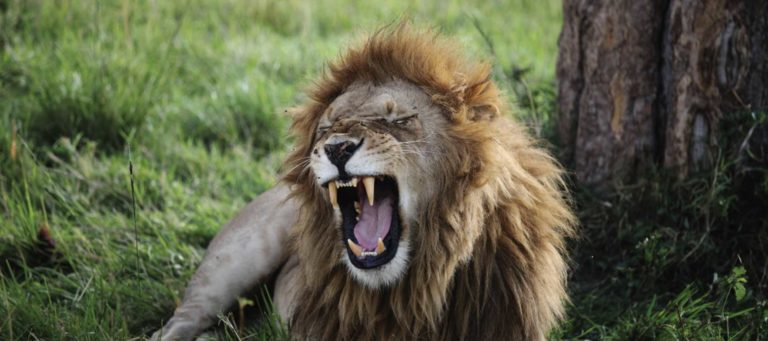LionDesk's suite of tools now available to CRMLS members