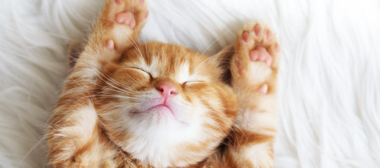 Kittens invade $2.3 million home in San Francisco
