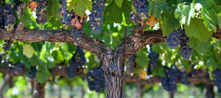 Engel & Völkers continues its NorCal growth under Paul Benson