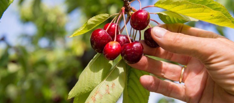 Does 'cherry picking' reviews help or hurt the real estate industry?