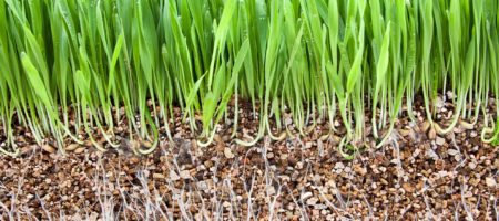 Grassroots in vermiculite