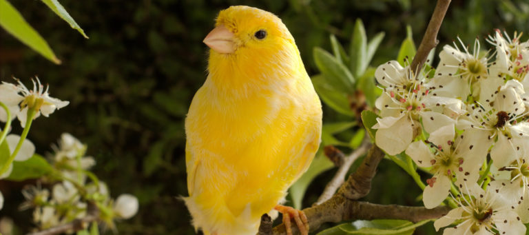 Watch out Zillow: A little birdie is coming after you