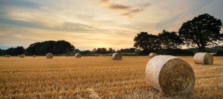Bales of hay in the country
