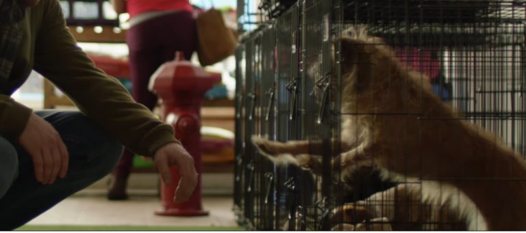 Coldwell Banker ad stars rescued pup in honor of 'Homes for Dogs'