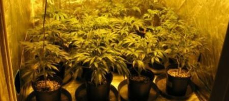What real estate agents should know about pot legalization