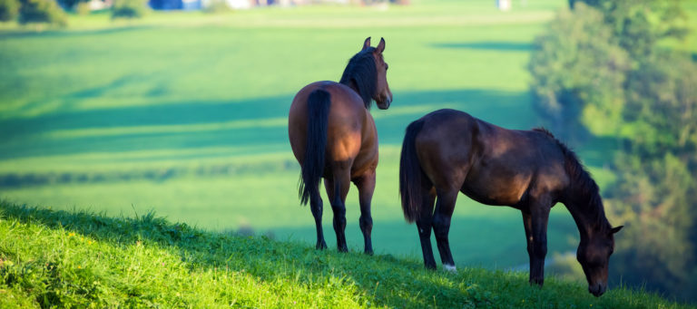 10 things you need to know before buying or selling an equestrian property