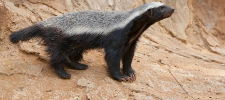 Why 'honey badger don’t care' is the best advice I’ve ever received